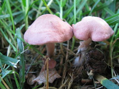 Calocybe carnea