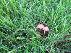 Calocybe carnea