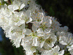 Prunus salicina
