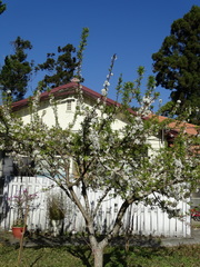 Prunus salicina