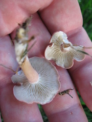 Calocybe carnea