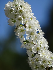 Prunus salicina