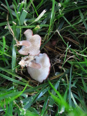 Calocybe carnea