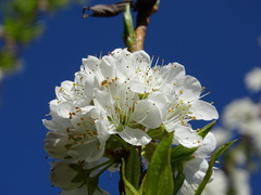 Prunus salicina