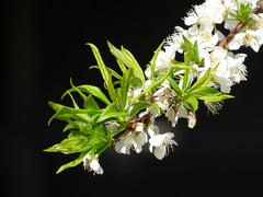 Prunus salicina