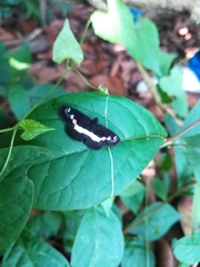 Paramimus stigma
