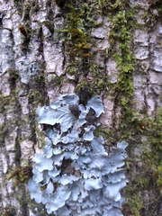 Dendriscocaulon intricatulum