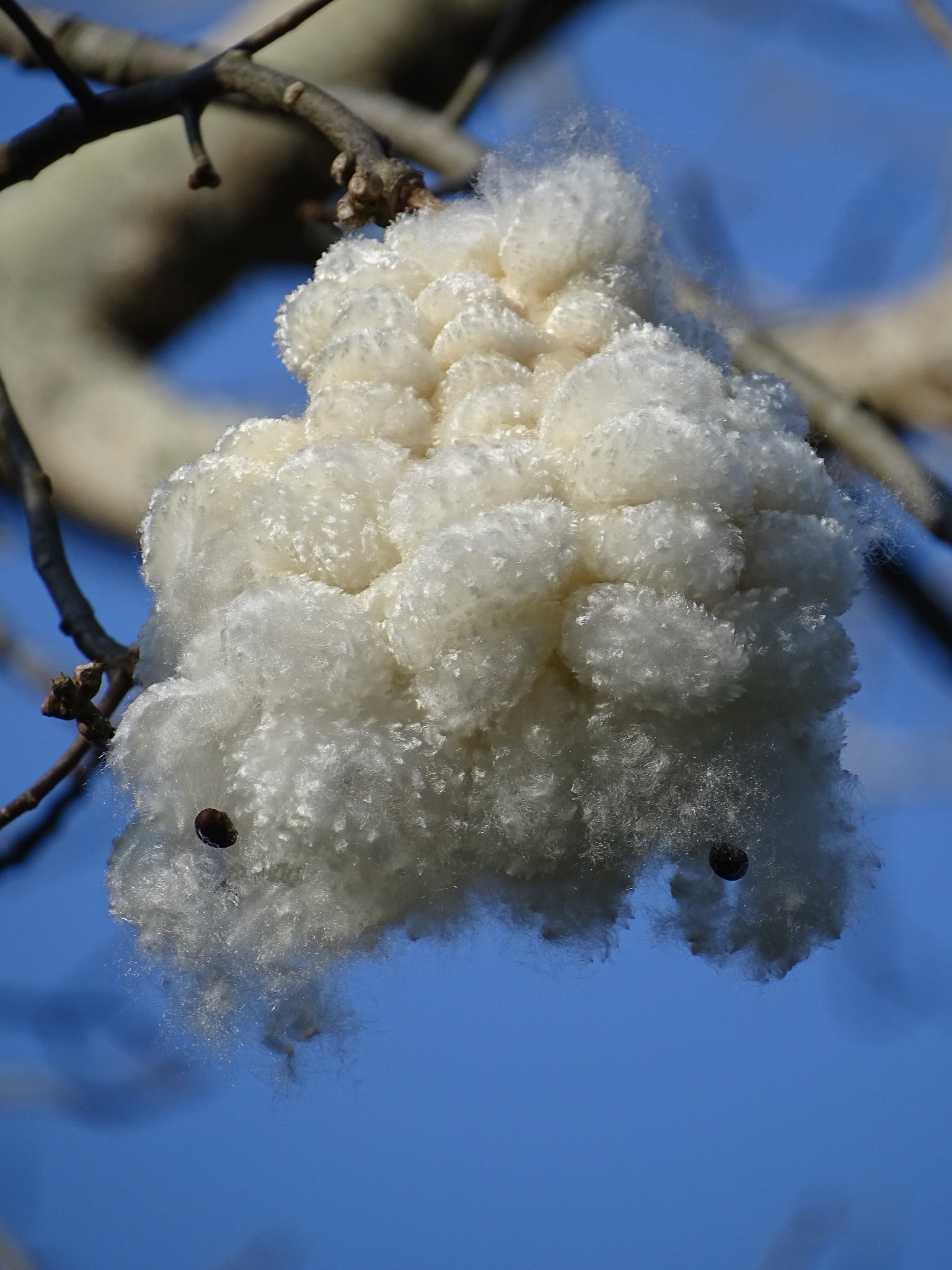 Presumo Sonora - ¡Es tiempo de diccionario sonorense! Chúcata Dulce  chicloso que brota del árbol de mezquite, sacadientes de tan pegajoso;  también significa ofensa, injuria. Ej. El niño anda todo chucatoso por