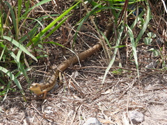 Gerrhonotus liocephalus