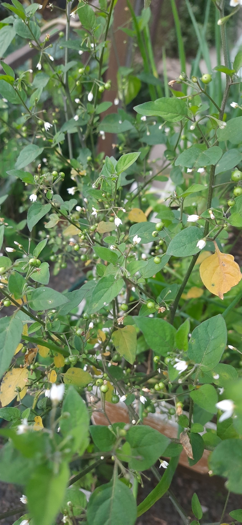 Solanum americanum