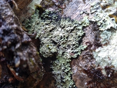 Heterodermia squamulosa