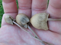Panaeolopsis