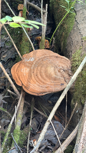 Plokščiasis blizgutis nuotrauka