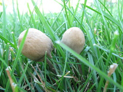 Panaeolopsis