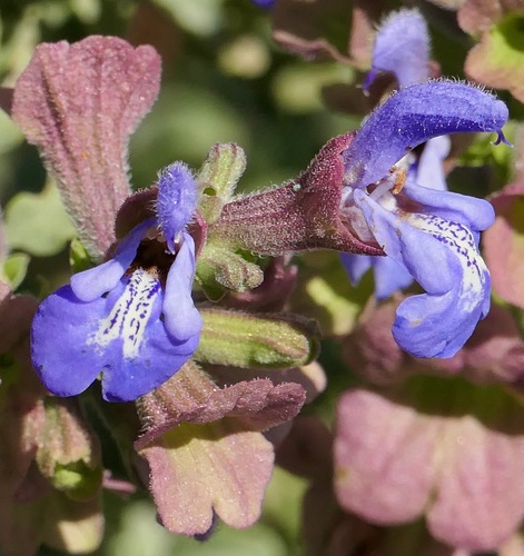 Salvia dentata, photograph 4