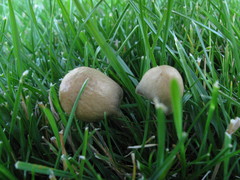 Panaeolopsis