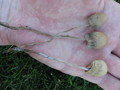 Panaeolopsis