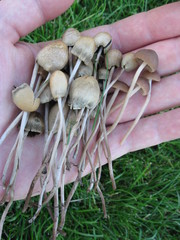 Panaeolopsis