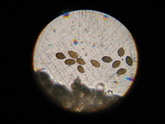Panaeolopsis