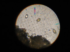 Panaeolopsis
