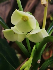 Euphorbia thouarsiana image