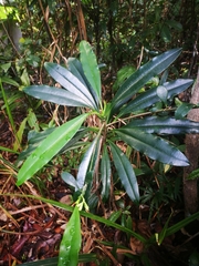 Euphorbia thouarsiana image