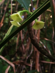 Euphorbia thouarsiana image