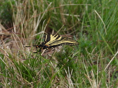 Papilio pilumnus