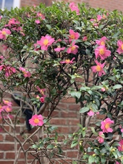 Camellia japonica