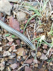 Ommatoiulus lusitanus