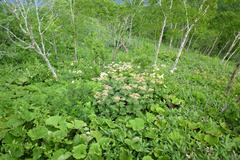 Filipendula camtschatica