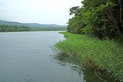Phragmites australis