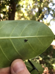 Harmonia axyridis