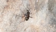 Calomera aphrodisia