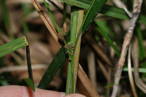 Maculate sedge (Carex maculata)