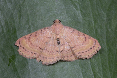 Homodes bracteigutta