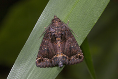 Mosara apicalis
