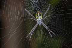 Argiope dang