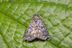 Condica aroana
