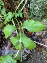Cardamine diphylla