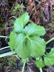 Cardamine diphylla