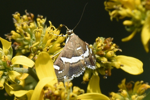 Hawaiian Beet Webworm Moth photo 6