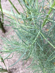 Suaeda linearis
