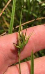 Scleria ciliata