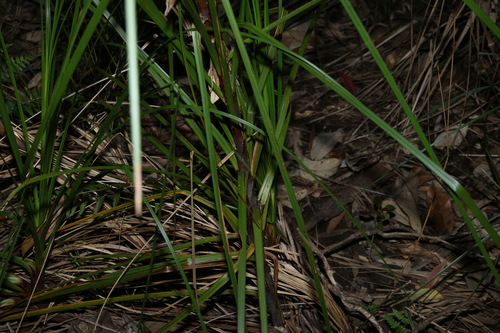tall saw-sedge (Gahnia clarkei)