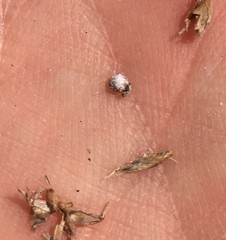 Scleria ciliata
