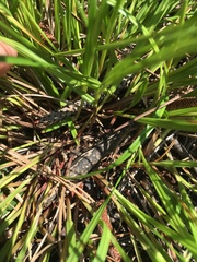Scleria ciliata