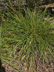 Scleria ciliata