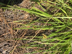 Scleria ciliata
