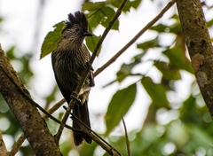 Grammatoptila striata